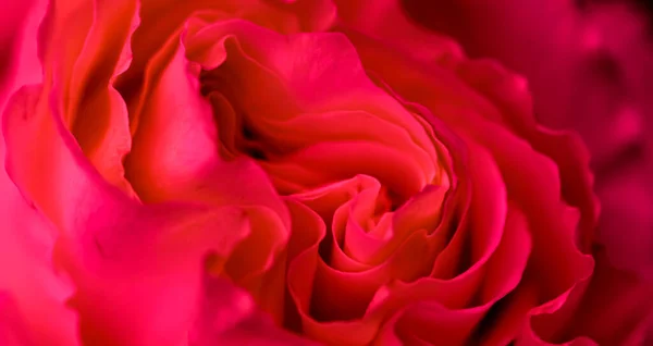 Botanický Koncept Pozvánka Měkké Zaostření Abstraktní Květinové Pozadí Květy Červené — Stock fotografie