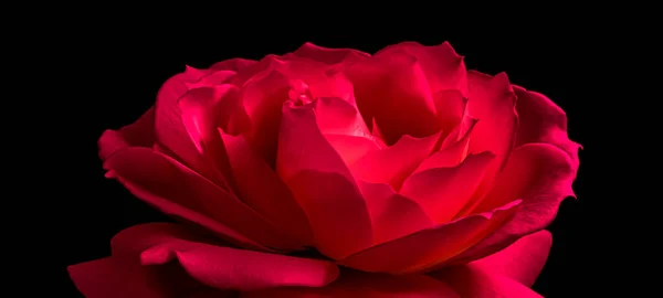美しい赤いバラの黒の背景に孤立した 誕生日のグリーティングカード バレンタインデーに最適 — ストック写真