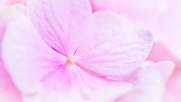 Background of pink flowers. Hydrangea or hortensia in blossom.