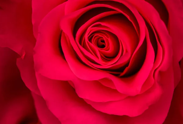 Botanisches Konzept Einladungskarte Weicher Fokus Abstrakter Floraler Hintergrund Rote Rosenblüte — Stockfoto