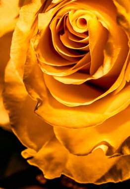 Botanik konsepti, davetiye kartı yumuşak odak noktası, soyut çiçek arkaplanı, altın gül çiçeği. Tatil markası tasarımı için Macro çiçek arkaplanı