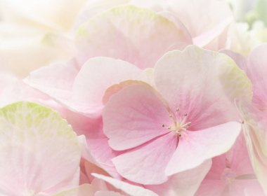 Pembe çiçeklerin arka planı. Çiçek açmış ortanca ya da hortensiya.