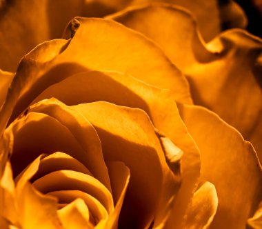 Botanik konsepti, davetiye kartı yumuşak odak noktası, soyut çiçek arkaplanı, altın gül çiçeği. Tatil markası tasarımı için Macro çiçek arkaplanı