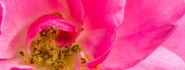 Concepto Botánico Tarjeta Invitación Boda Enfoque Suave Fondo Floral Abstracto — Foto de Stock