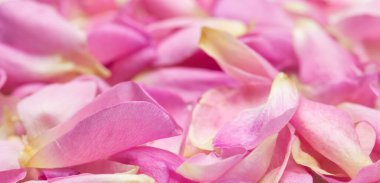 Botanik konsepti, düğün davetiyesi yumuşak odak noktası, soyut çiçek arkaplanı, pembe gül yaprakları. Tatil tasarımı için makro çiçek arkaplanı