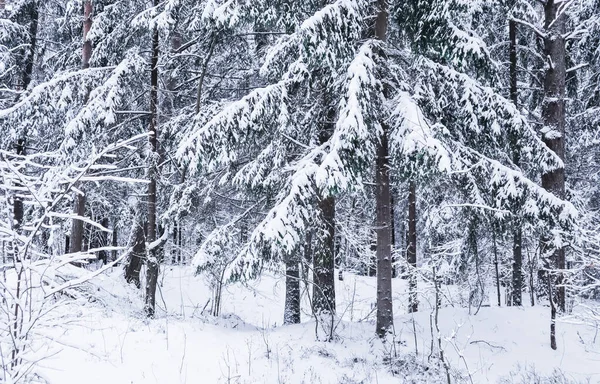 Zimowy Las Śnieżny Śnieżnobiała Droga Trasą Narciarską Drzewa Krzewy Pokryte — Zdjęcie stockowe