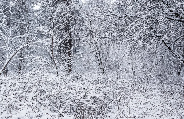 Forêt Hivernale Enneigée Route Enneigée Avec Piste Ski Arbres Buissons — Photo