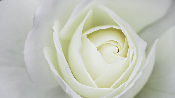 Абстрактный цветочный фон, лепестки белых цветов роз. Макроцветки для праздничного оформления. Мягкий фокус.