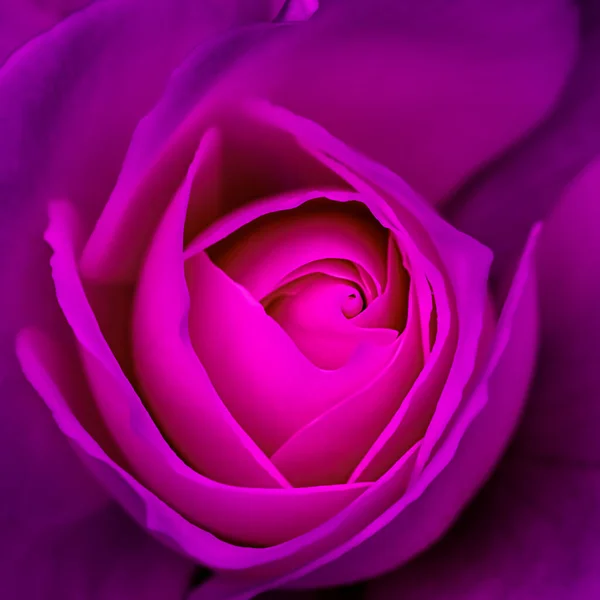 Abstrakcyjne Tło Kwiatowe Fioletowe Płatki Róż Makro Kwiaty Tle Projektowania — Zdjęcie stockowe