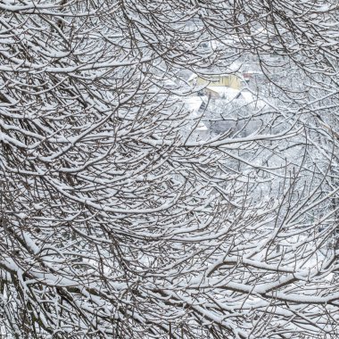 Kar manzarası, kış tatili konsepti - Peri masalı kar kaplı ağaç dalları, beyaz kar ve soğuk hava manzarası. Kış parkında kar yağışı. Yumuşak odak