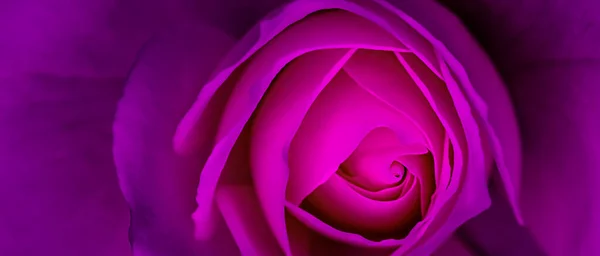 Fundo Floral Abstrato Roxo Pétalas Rosa Flor Macro Flores Pano — Fotografia de Stock