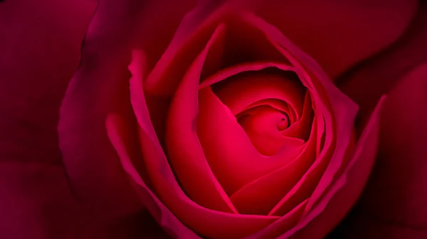 Fondo Floral Abstracto Pétalos Rosa Roja Fondo Flores Macro Para —  Fotos de Stock