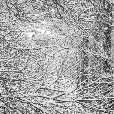 Kar manzarası, kış tatili konsepti - Peri masalı kar kaplı ağaç dalları, beyaz kar ve soğuk hava manzarası. Kış parkında kar yağışı. Siyah ve Beyaz