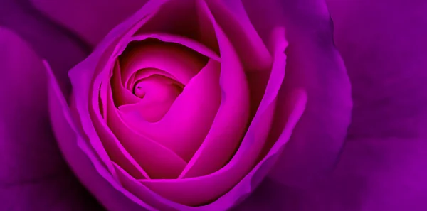 Abstract Floral Background Purple Rose Flower Petals Macro Flowers Backdrop — Stock Photo, Image