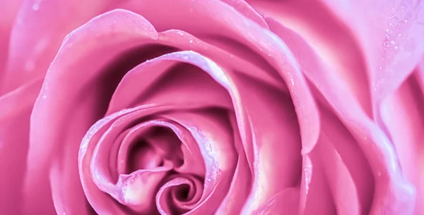 Botanisches Konzept Einladungskarte Weicher Fokus Abstrakter Floraler Hintergrund Rosa Rosenblüte — Stockfoto