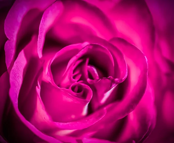 植物のコンセプト 招待状 ソフトフォーカス 抽象的な花の背景 紫色のバラの花 休日のブランドデザインのためのマクロ花の背景 — ストック写真