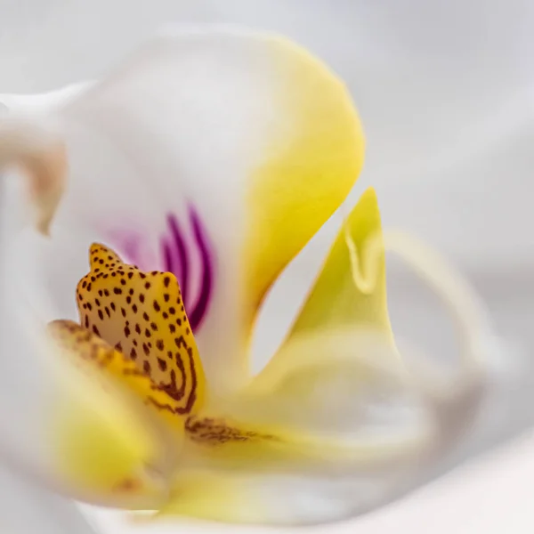 Orchidée Blanche Phalaenopsis Fragment Fleur Macro Fond Floral — Photo