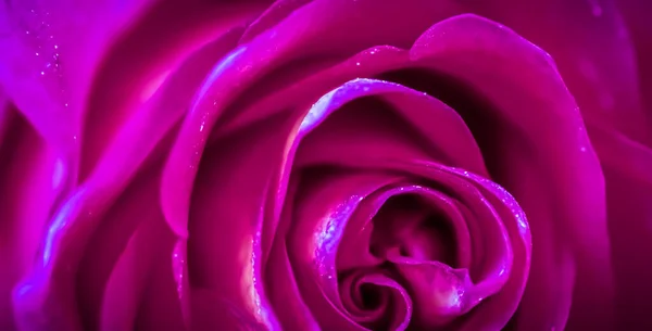 植物のコンセプト 招待状 ソフトフォーカス 抽象的な花の背景 紫色のバラの花 休日のブランドデザインのためのマクロ花の背景 — ストック写真