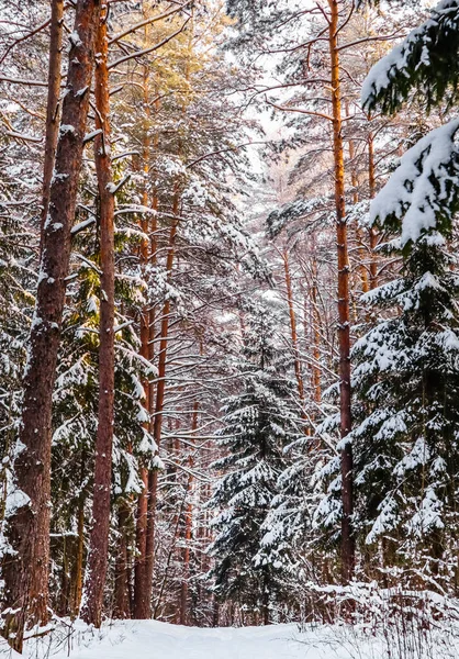 Floresta Inverno Nevado Estrada Branca Neve Com Pista Esqui Neve — Fotografia de Stock