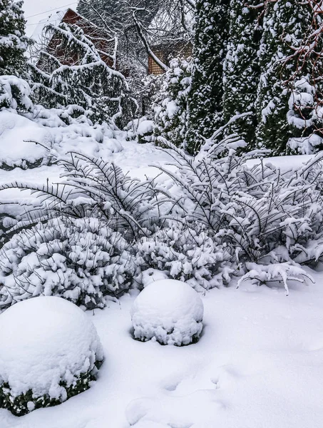 Wintergarten Mit Immergrünem Buchsbaum Buxus Sempervirens Der Mit Weißem Schnee — Stockfoto