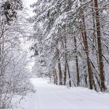 Karlı kış ormanı. Kayak pisti olan kar beyazı bir yol. Kar ağaçları ve çalıları kapladı.