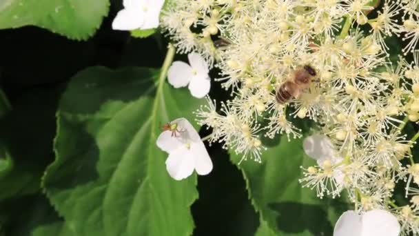 Abeja Una Araña Una Flor Hydrangea Anomala Petiolaris — Vídeo de stock