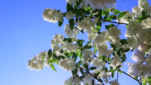 Branches Jasmin Luxuriant Dans Jardin Fleurs Éponge Blanches Dans Vent — Video