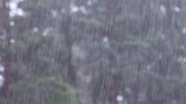 Çam ormanında yağmur. Şiddetli sağanak nedeniyle arkaplan