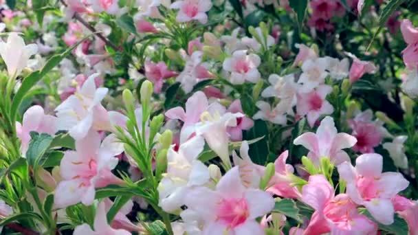 Bleka Rosa Blommor Weigela Florida Variegata Trädgården Blommig Bakgrund — Stockvideo