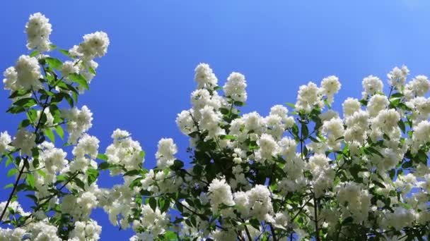 Гілки Пишного Квітучого Куща Жасмину Саду Білі Махрові Квіти Вітрі — стокове відео