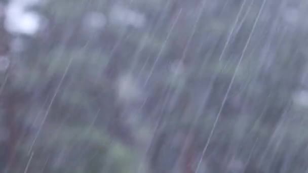 Pluie Dans Une Pinède Contexte Fortes Pluies — Video