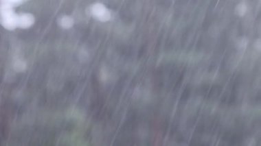 Çam ormanında yağmur. Şiddetli sağanak nedeniyle arkaplan