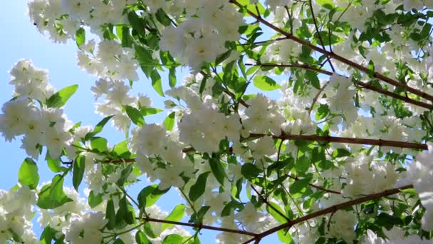 Takken Van Een Weelderige Bloeiende Jasmijnstruik Tuin Witte Badstof Bloemen — Stockvideo