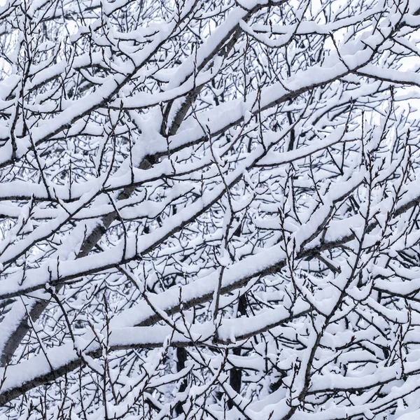 荒凉的风景 寒假的概念 童话蓬松的积雪覆盖的树枝 白雪的自然景观和寒冷的天气 冬季公园降雪 — 图库照片