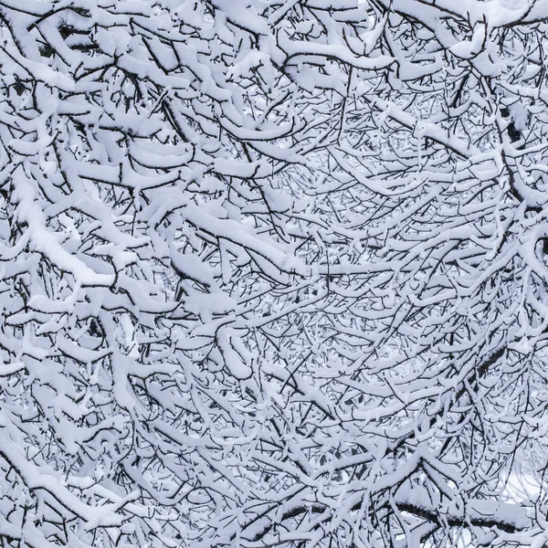 荒凉的风景 寒假的概念 童话蓬松的积雪覆盖的树枝 白雪的自然景观和寒冷的天气 冬季公园降雪 — 图库照片
