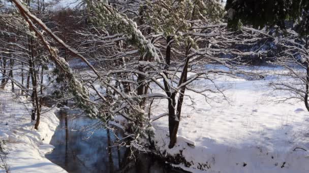Floden Flyter Snöig Vinterskog Träd Grenar Täckta Med Nysnö Vintern — Stockvideo