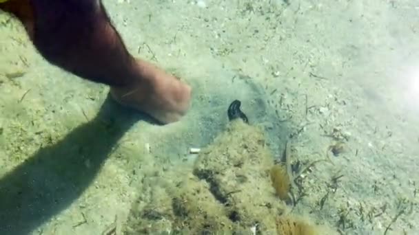 Kis elektromos sugár alszik a homokban az Égei-tenger fenekén zavarja egy ember lábát — Stock videók