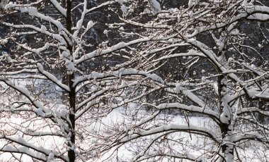 Karla kaplı ağaç dalları, beyaz kar ve soğuk hava manzarası. Soğuk ve güneşli.