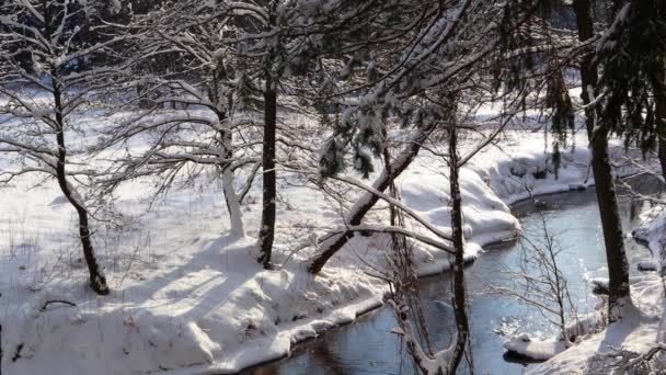 Floden flyter i en snöig vinterskog. Trädgrenar täckta med nysnö en solig frostdag. Våren kommer. — Stockvideo