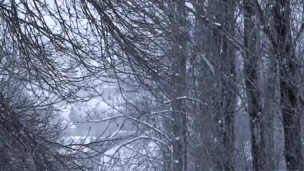 Снігопад на тлі дерев і покритих снігом дахах — стокове відео