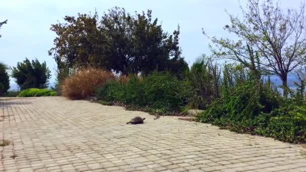 Une tortue traverse la route sur la côte égéenne — Video