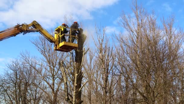 Fák Tavaszi Metszése Munkások Faágakat Fűrészeltek Parkban Videó Hanggal — Stock videók