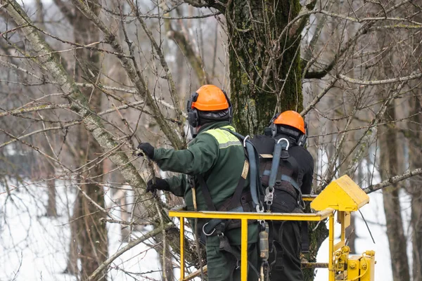 Spring pruning of trees. Workers sawed off tree branches in the park