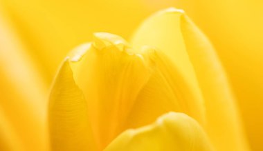 Soyut çiçek arkaplanı, sarı lale çiçeği. Tatil markası tasarımı için Macro çiçek arkaplanı