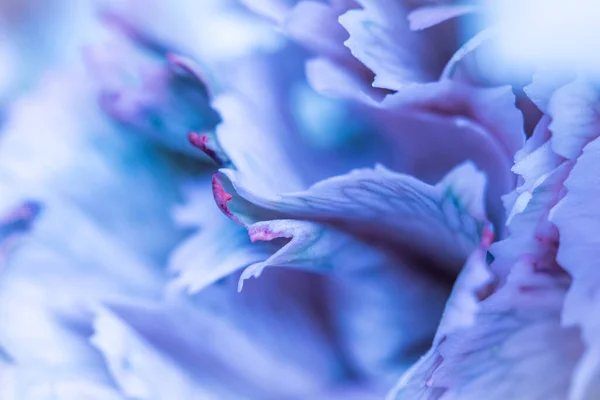 Abstract floral background, blue carnation flower petals. Macro flowers backdrop for holiday brand design