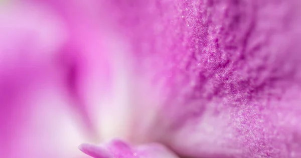 Fragmento de flor de phalaenopsis orquídea púrpura. Fondo macro floral — Foto de Stock