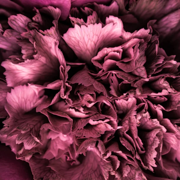 Fondo floral abstracto, pétalos de flores de clavel rojo. Fondo de flores macro para el diseño de la marca de vacaciones — Foto de Stock
