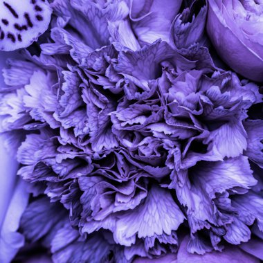 Soyut çiçek arkaplanı, mavi karanfil çiçek yaprakları. Tatil markası tasarımı için Macro çiçek arkaplanı