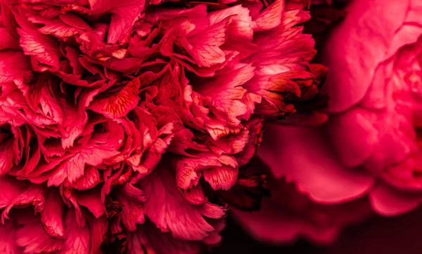 Abstraktní květinové pozadí, červené karafiáty okvětních lístků. Makro květiny pozadí pro design rekreační značky — Stock fotografie