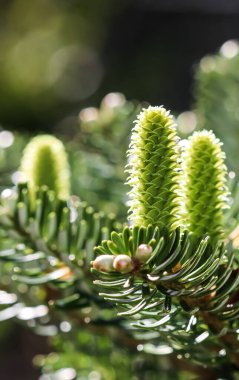 Bulanık arka planda bahar bahçesinde yağmurdan sonra genç kozalaklı Kore köknar dalı
